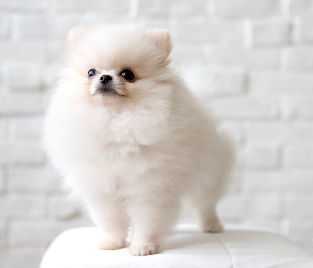 Pomeranian elegant și mândru stând cu pieptul în față