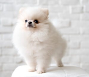 Pomeranian elegant și mândru stând cu pieptul în față