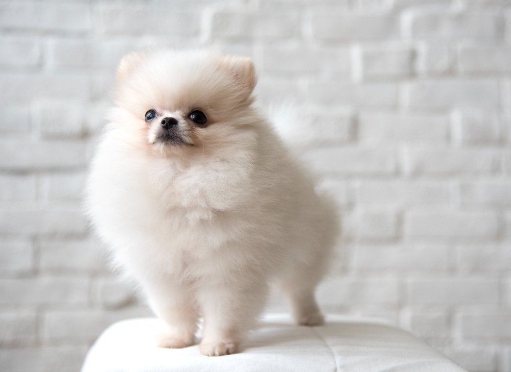 6 Lucruri Pe Care Trebuie Să Le Știi Despre Pomeraniei Pomeranian elegant și mândru stând cu pieptul în față
