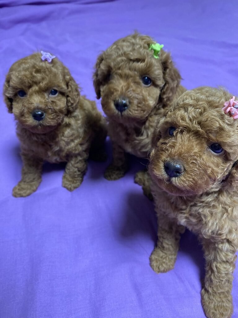 Trei pui de pudel mini toy privind curioși spre cameră