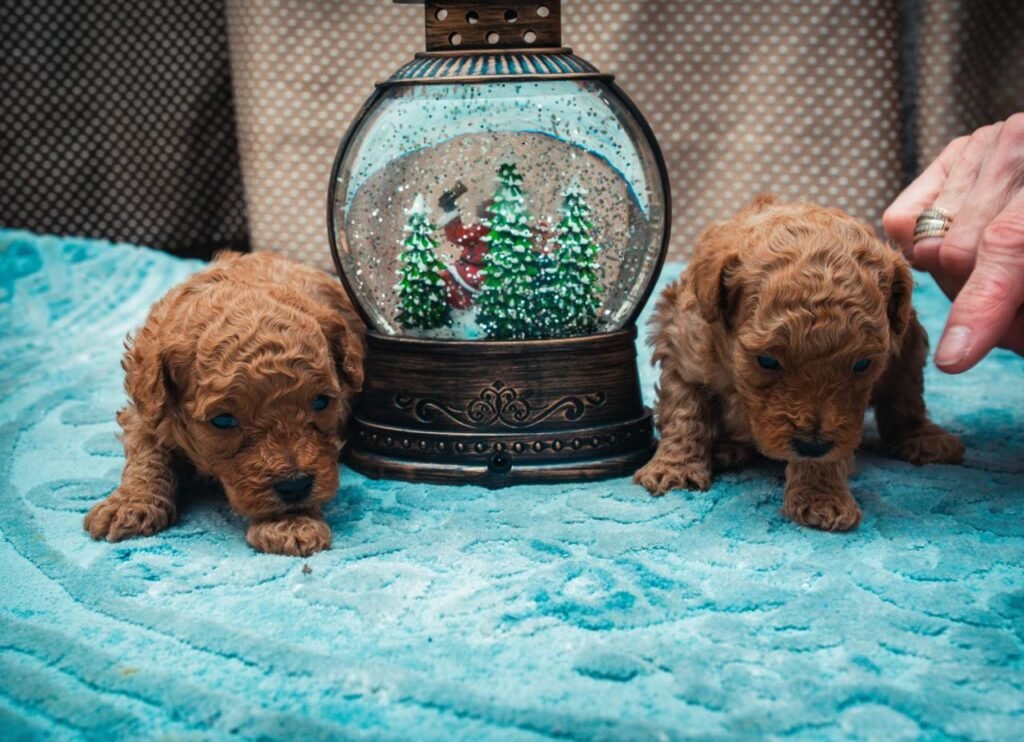 6 Lucruri Pe Care Trebuie Să Le Știi Despre Pudelul Mini Toy Doi pui pudel pe o pătură turcoaz, cu un glob decorativ și brazi în jur