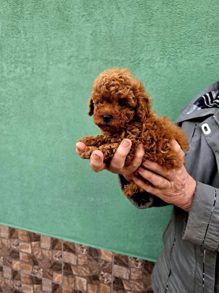 Un pui de pudel mini toy bej ținut delicat în mână