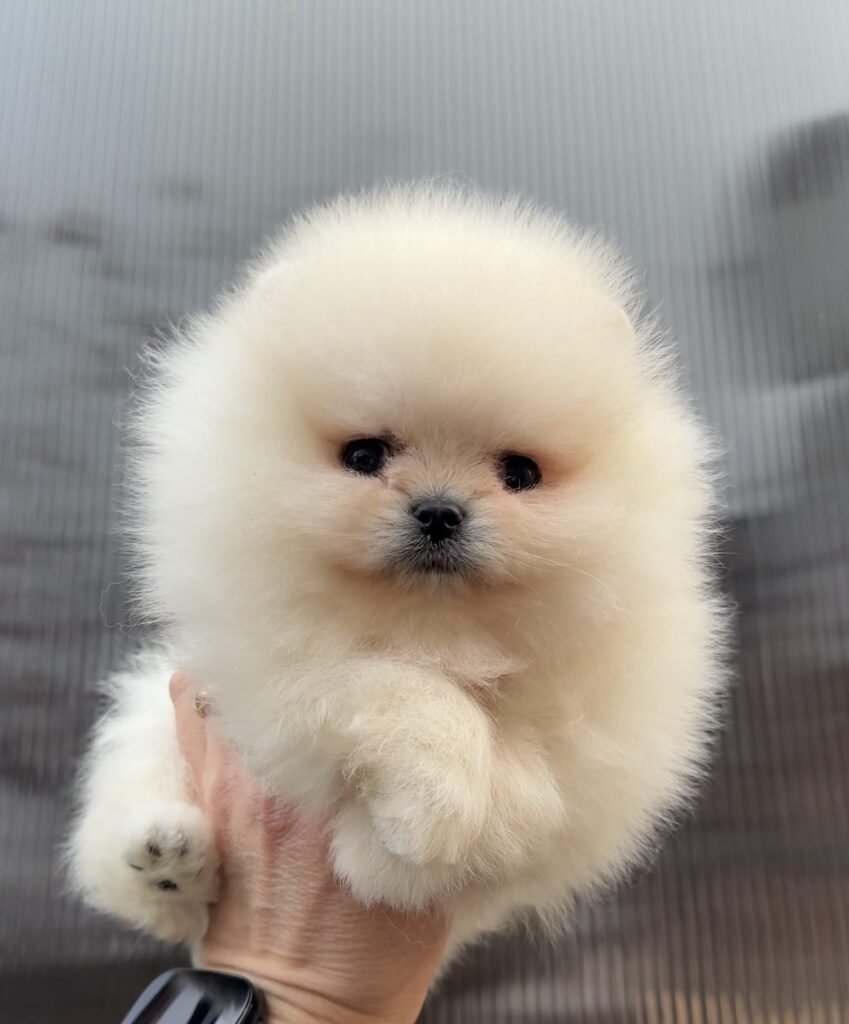 Pomeranian de Vanzare,de culoare bej pufos ținut în mână