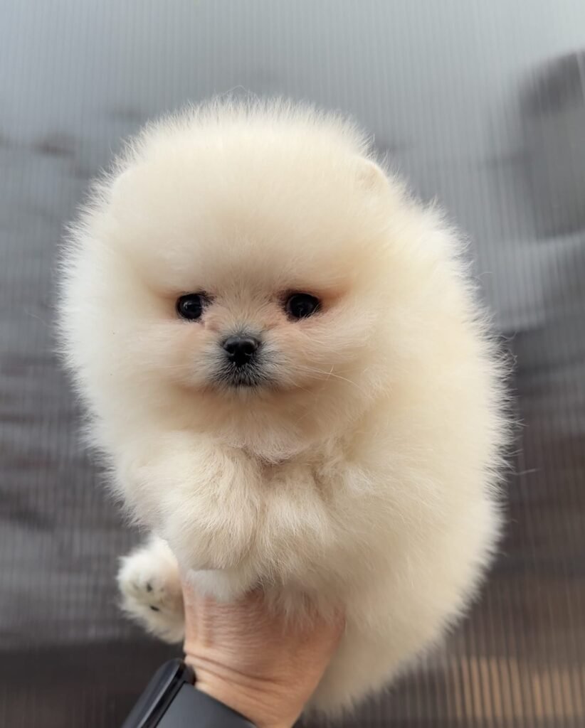 Pomeranian bej mic și pufos ținut în mână